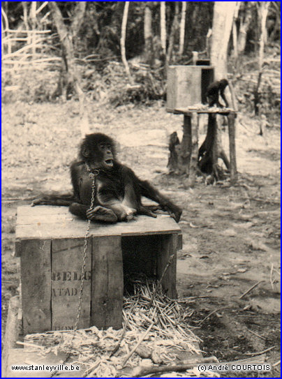 Camp Lindi chimpanzés
