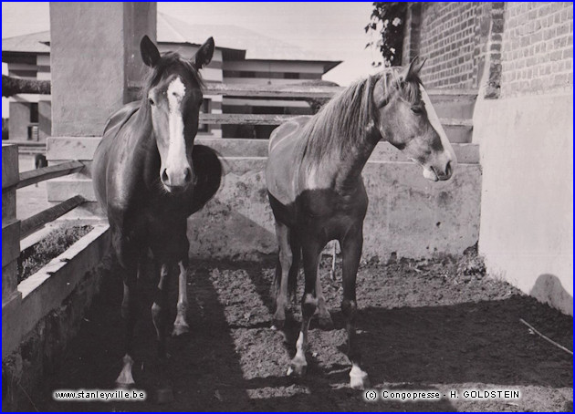 Chevaux Stanleyville