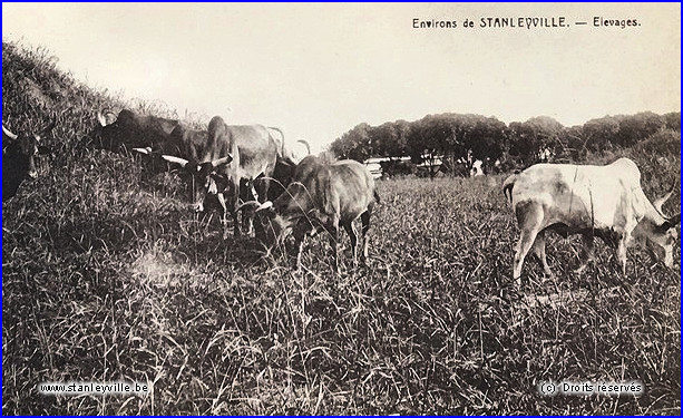 Elevages à Stanleyville