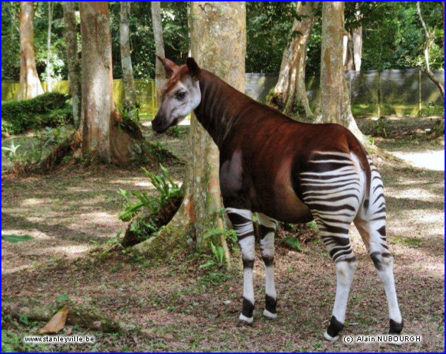 Okapi à Epulu
