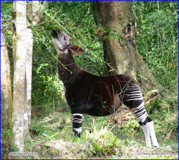 Okapi à Epulu