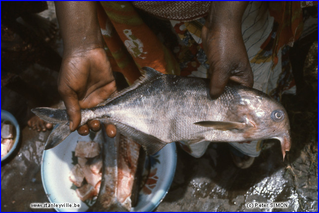 Wagenias poisson