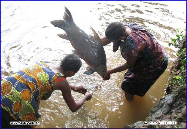 Wanie Rukula poisson