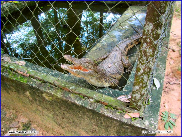 Zoo de Kisangani