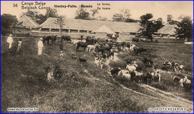 Ferme Romée à Stanleyville