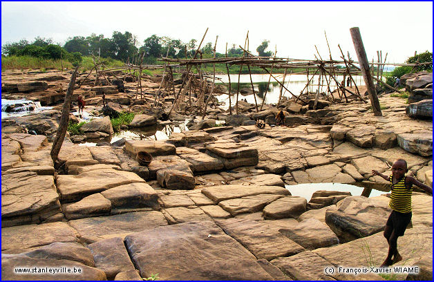 Nasses wagenias à Kisangani